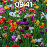 Chromatic Bloom Wallpaper with Living Light wallpaper for iPhone, iPad & Mac