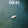 Serenity Swan Wallpaper with Emerald Depths wallpaper for iPhone, iPad & Mac