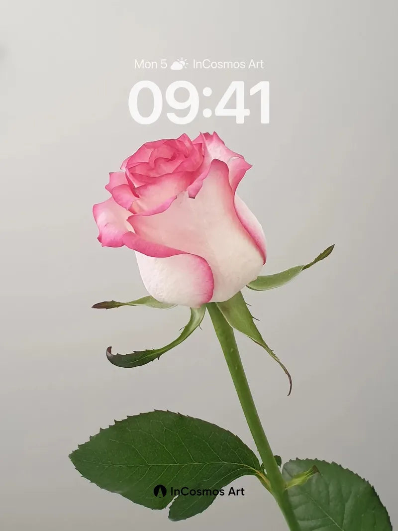 Serene Petal Wallpaper with Soft Gradient Edges