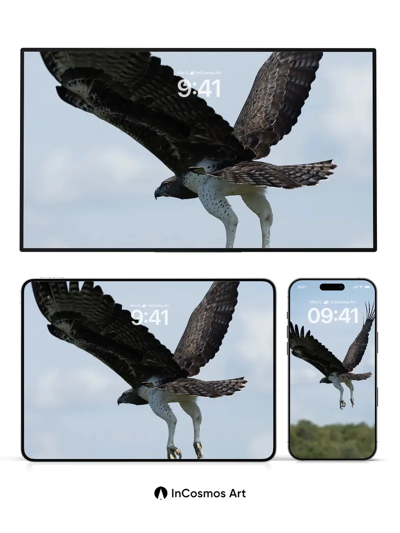 Soaring Shadow Wallpaper with Feathered Wings