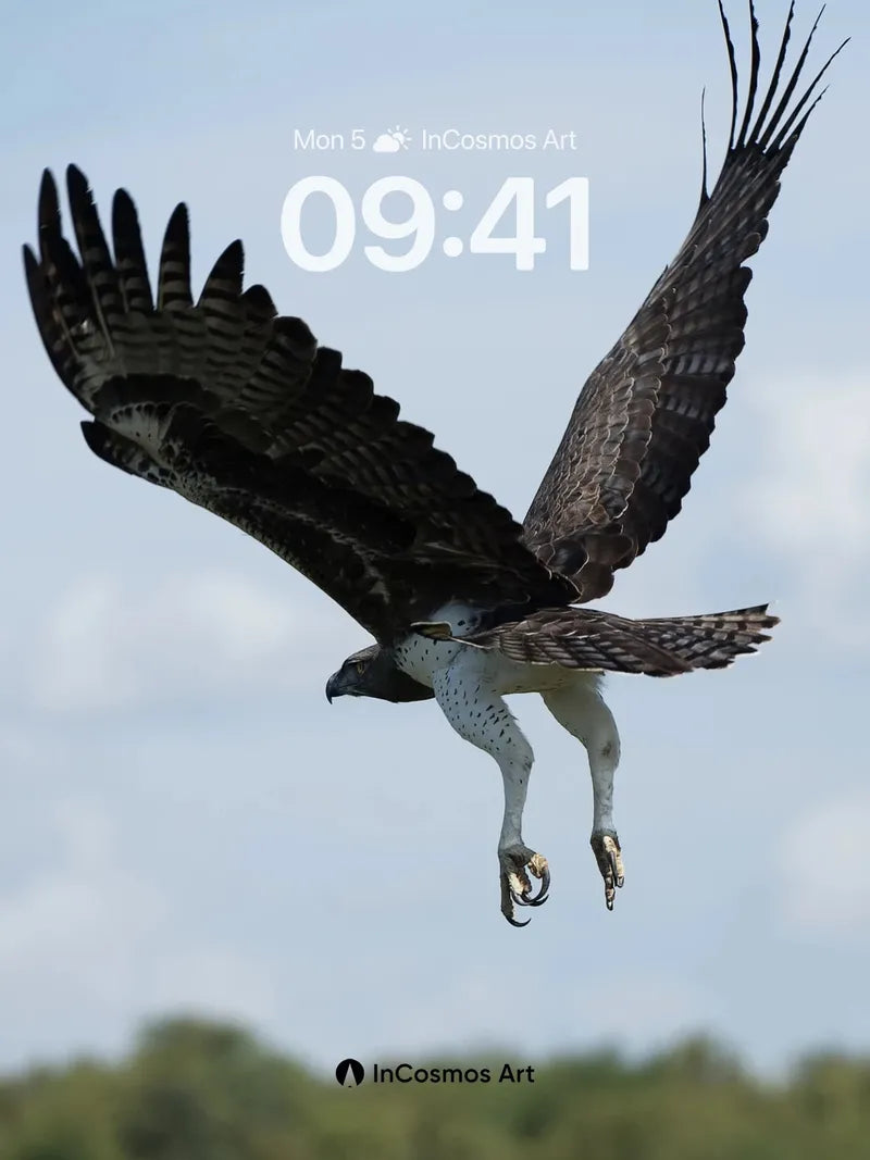 Soaring Shadow Wallpaper with Feathered Wings