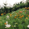 Serenity Bloom Wallpaper with Wildflower Hush wallpaper for iPhone, iPad & Mac
