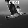Silent Glide Wallpaper with Feathered Shadows wallpaper for iPhone, iPad & Mac