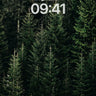 Shadowed Pine Forest Wallpaper with Whispering Needles wallpaper for iPhone, iPad & Mac