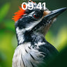 Fierce Feathered Wallpaper with Crimson Crown wallpaper for iPhone, iPad & Mac