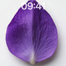 Velvet Petal Wallpaper with Hidden Veins wallpaper for iPhone, iPad & Mac