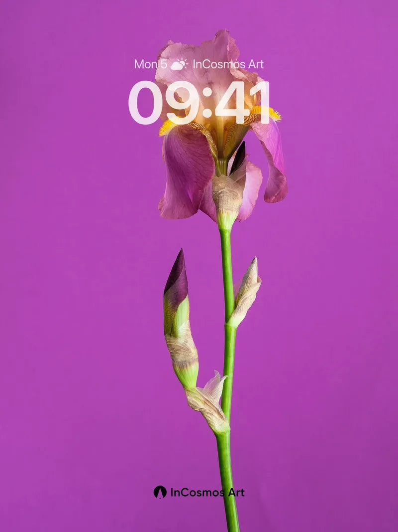 Velvet Iris Wallpaper with Hidden Petals