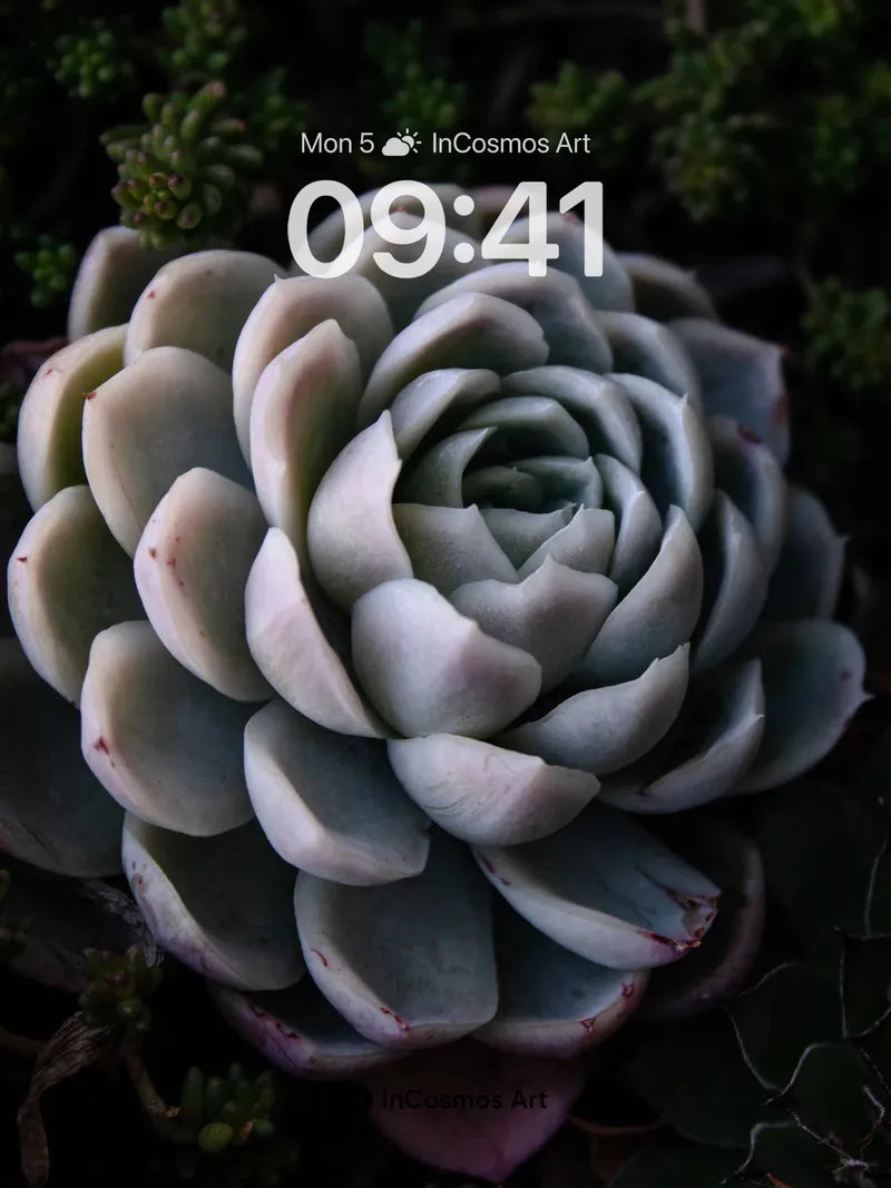 Serene Succulent Wallpaper with Velvet Petals