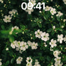 Serenity Bloom Wallpaper with Whispering Petals wallpaper for iPhone, iPad & Mac