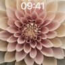 Serenity Spiral Wallpaper with Petal Geometry wallpaper for iPhone, iPad & Mac