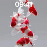 Floating Koi Wallpaper with Ethereal Drift wallpaper for iPhone, iPad & Mac