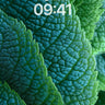 Velvet Leaf Wallpaper with Emerald Veins wallpaper for iPhone, iPad & Mac