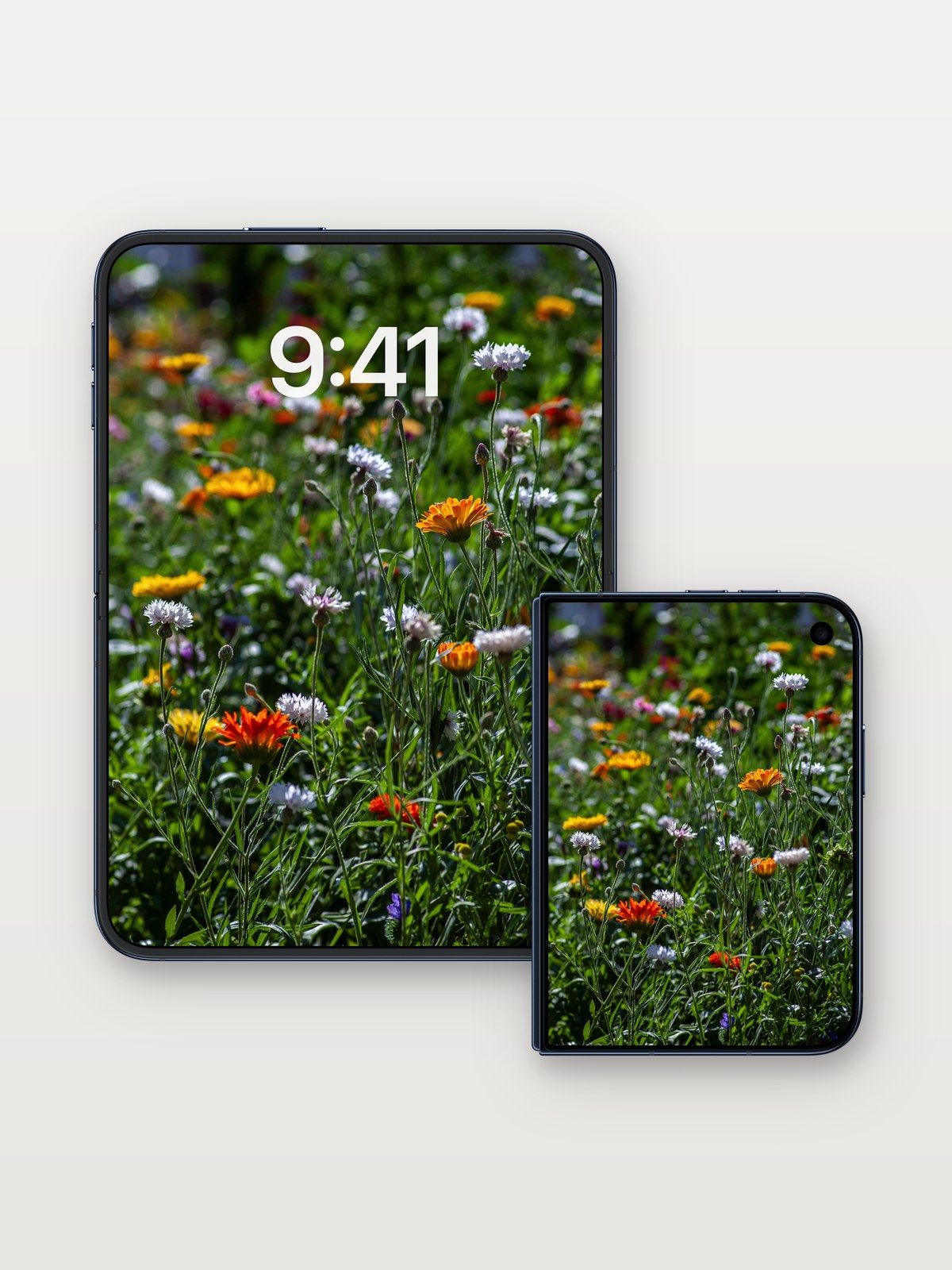 Sunlit Meadow Wallpaper with Whispering Petals on iPhone Duo, open and closed
