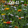 Sunlit Meadow Wallpaper with Whispering Petals wallpaper for iPhone, iPad & Mac