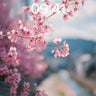 Serenity in Bloom Wallpaper with Cherry Petal Drift wallpaper for iPhone, iPad & Mac