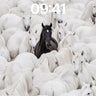 Solitary Shadow Wallpaper Among Snow Horses wallpaper for iPhone, iPad & Mac